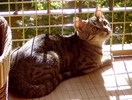 tn_Robin02-03.jpg