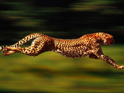 gepard.jpg